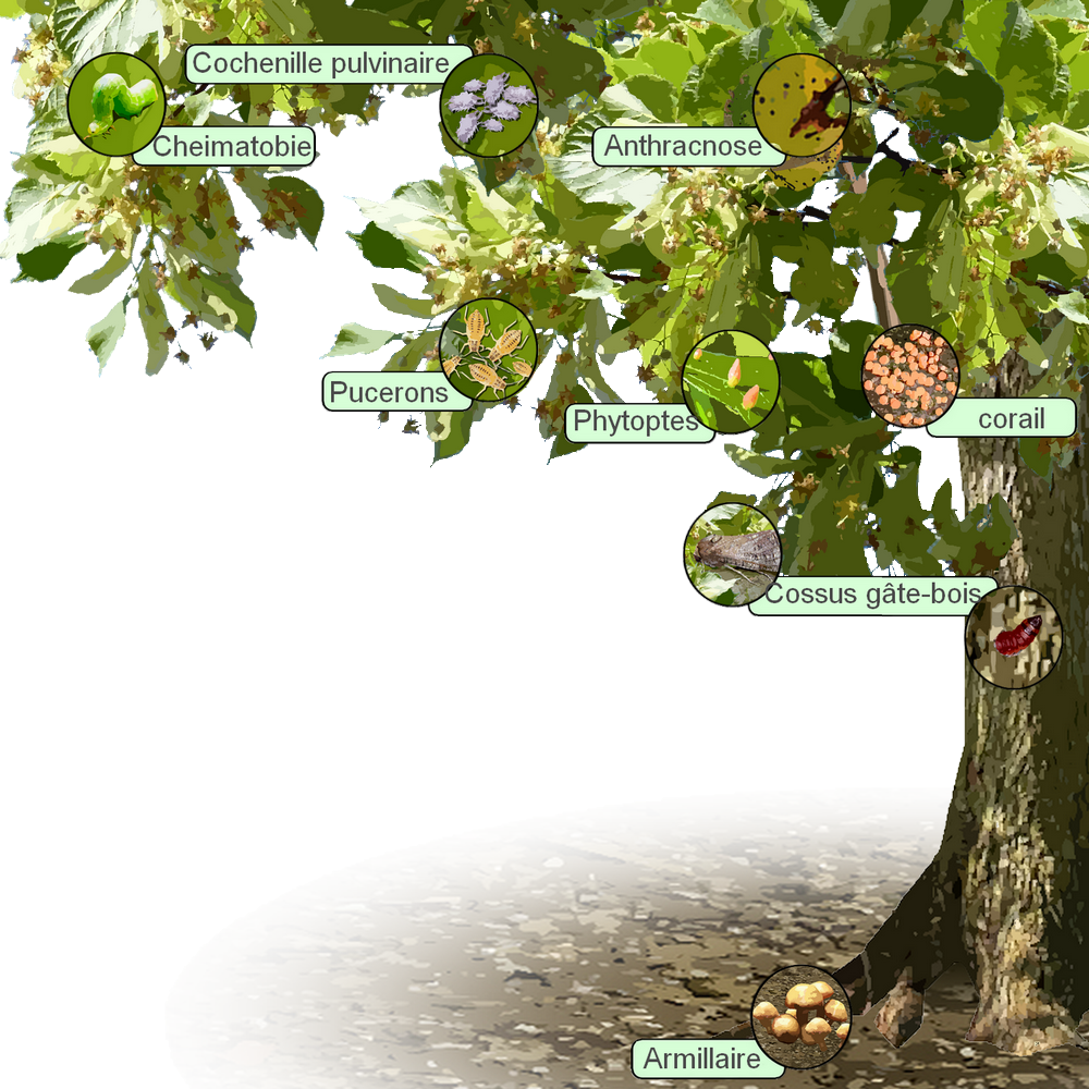 Maladies et parasites du tilleul — free download
